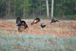 4 Best Turkey Calls